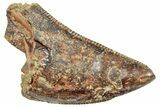 Partial, Serrated Tyrannosaur Tooth - Montana #245910-1